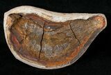 Boreosomus Fossil Fish From Madagascar - Triassic #16744-2